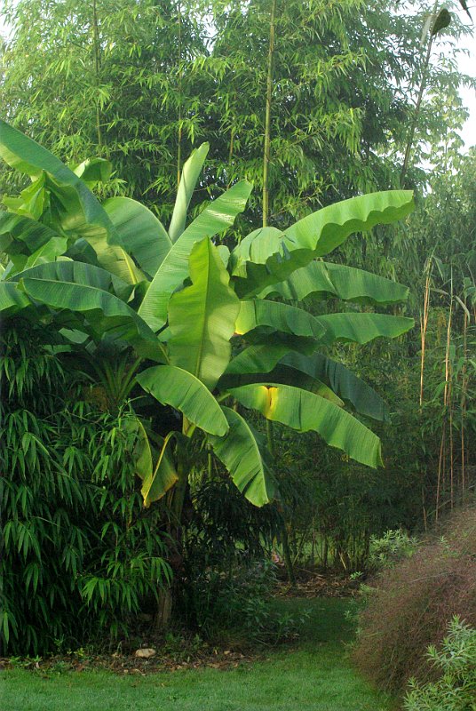 muso basjoo und Phyllostachys vivax Huanwenzhu